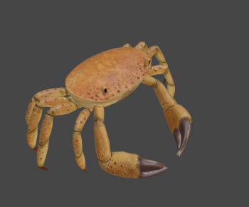 Modern Aquatic Animals-ID:983196979