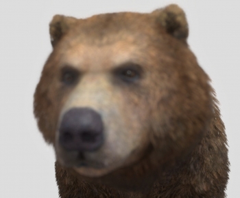 Modern Mammal-ID:744208109