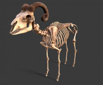 Modern Animal-ID:446923029