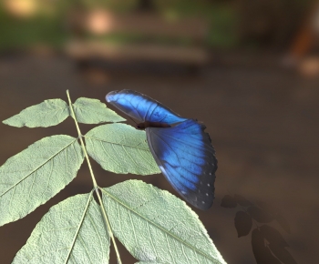 Modern Flying Animals-ID:309000022