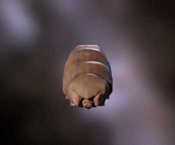 Modern Animal-ID:515546081