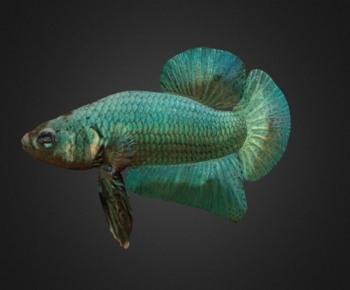 Modern Animal-ID:835762028