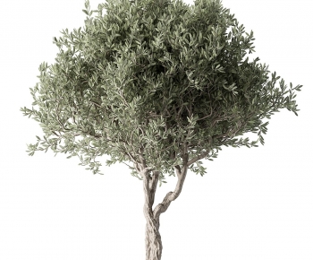 Modern Tree-ID:459064011