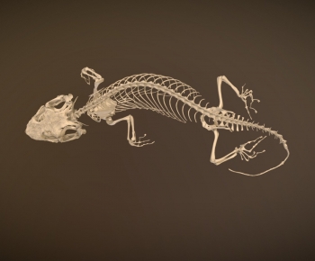 Modern Other-ID:311697963