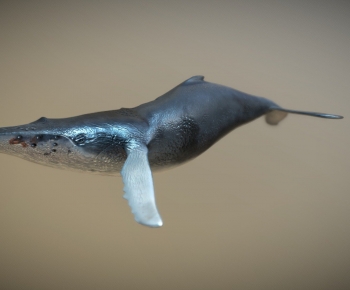 Modern Animal-ID:902880918