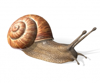 Modern Animal-ID:657426125