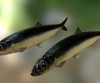 Modern Animal-ID:272269013