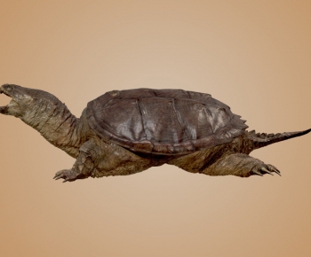 Modern Animal-ID:592443945