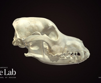 Modern Animal-ID:190330988