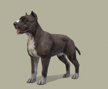 Modern Animal Dog-ID:876163014