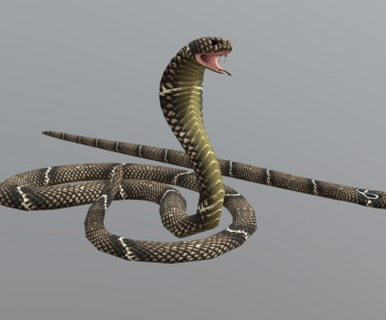 Modern Reptile-ID:516891961