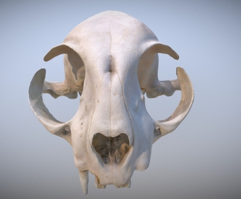 Modern Animal-ID:494537125