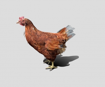 Modern Poultry Animal-ID:673264039