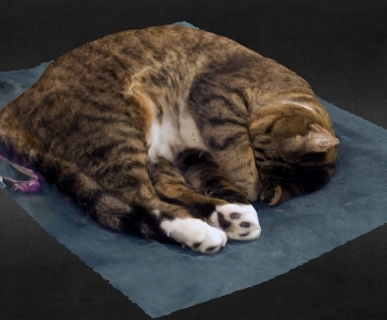 Modern Animal-ID:307203053