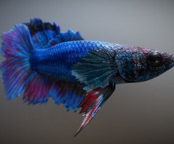 Modern Animal-ID:797432907