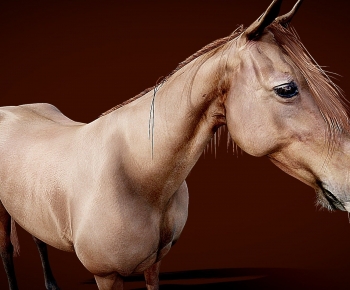 Modern Mammal-ID:924973966