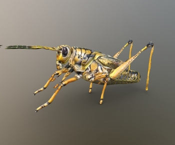 Modern Animal-ID:515084984