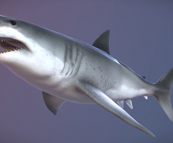 Modern Aquatic Animals-ID:678056961