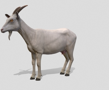 Modern Poultry Animal-ID:557100066