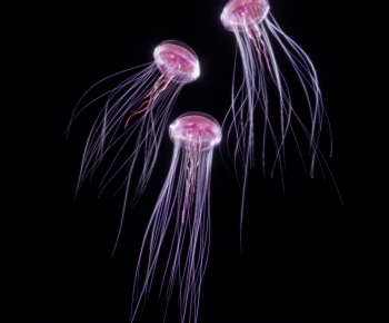 Modern Aquatic Animals-ID:572515964