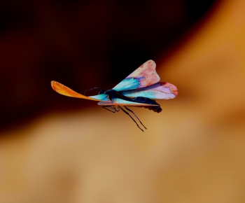 Modern Flying Animals-ID:529006009