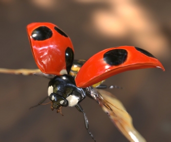 Modern Flying Animals-ID:203048945