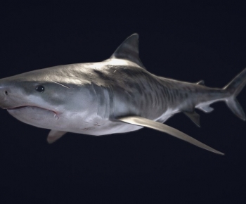 Modern Aquatic Product-ID:791343934