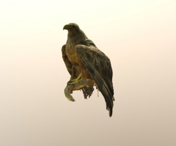 Modern Flying Animals-ID:248338943