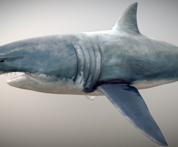 Modern Aquatic Animals-ID:671920064