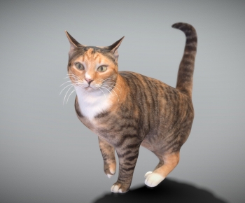 Modern Animal Cat-ID:872087969