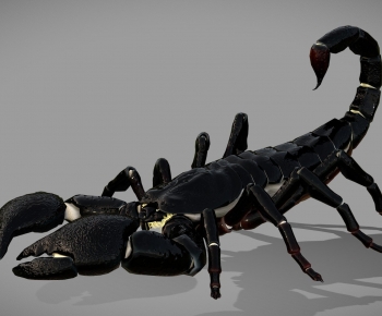 Modern Reptile-ID:311099059