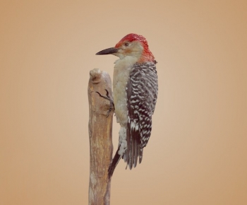 Modern Flying Animals-ID:410927062