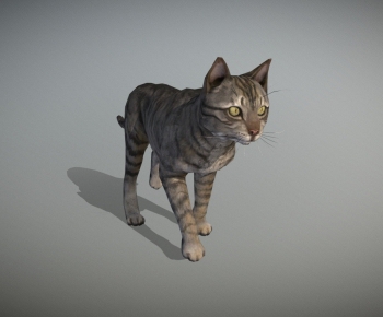 Modern Animal Cat-ID:447170974