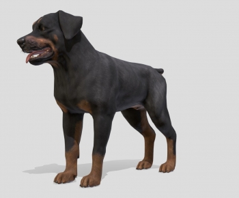 Modern Animal Dog-ID:781965972