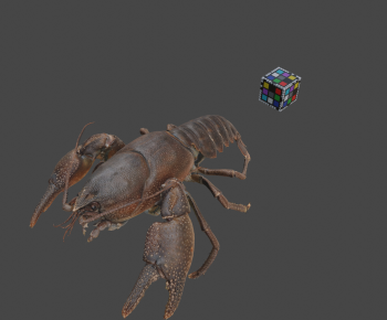 Modern Reptile-ID:702940948