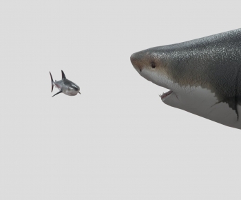 Modern Aquatic Animals-ID:101659323