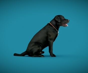 Modern Animal Dog-ID:227175955