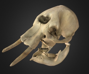 Modern Other-ID:193228019