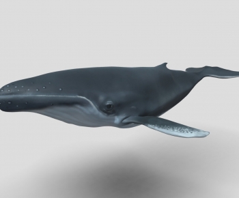 Modern Aquatic Animals-ID:100829665