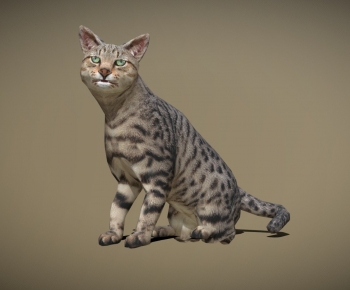 Modern Animal Cat-ID:859867107