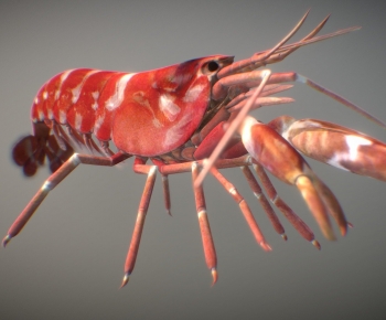 Modern Aquatic Animals-ID:274859919