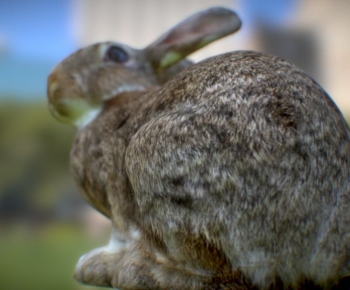 Modern Robot-ID:462973123