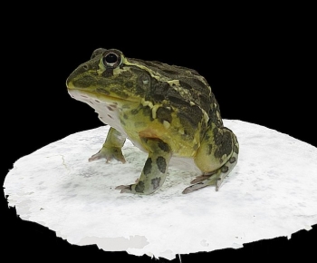 Modern Reptile-ID:996208917