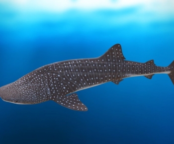 Modern Mammal-ID:198062904