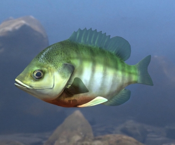 Modern Aquatic Animals-ID:659131052