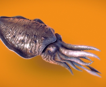 Modern Aquatic Animals-ID:362865922