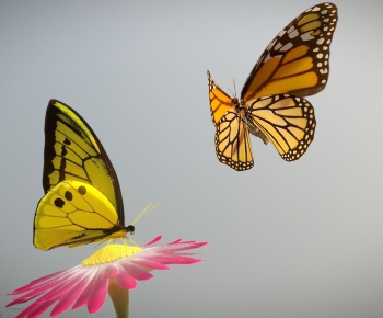 Modern Flying Animals-ID:794457918