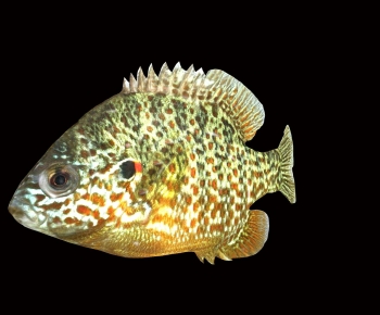 Modern Aquatic Animals-ID:991846088