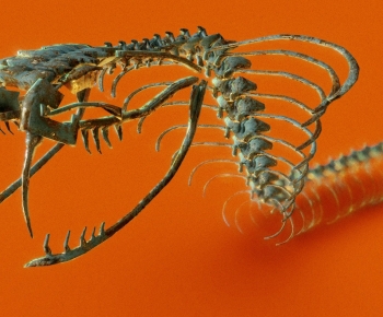 Modern Animal-ID:766362912