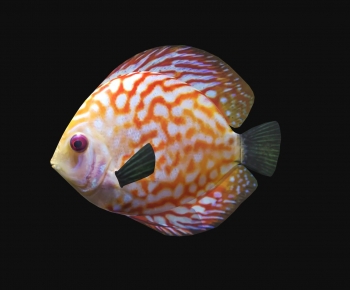 Modern Aquatic Animals-ID:673179684